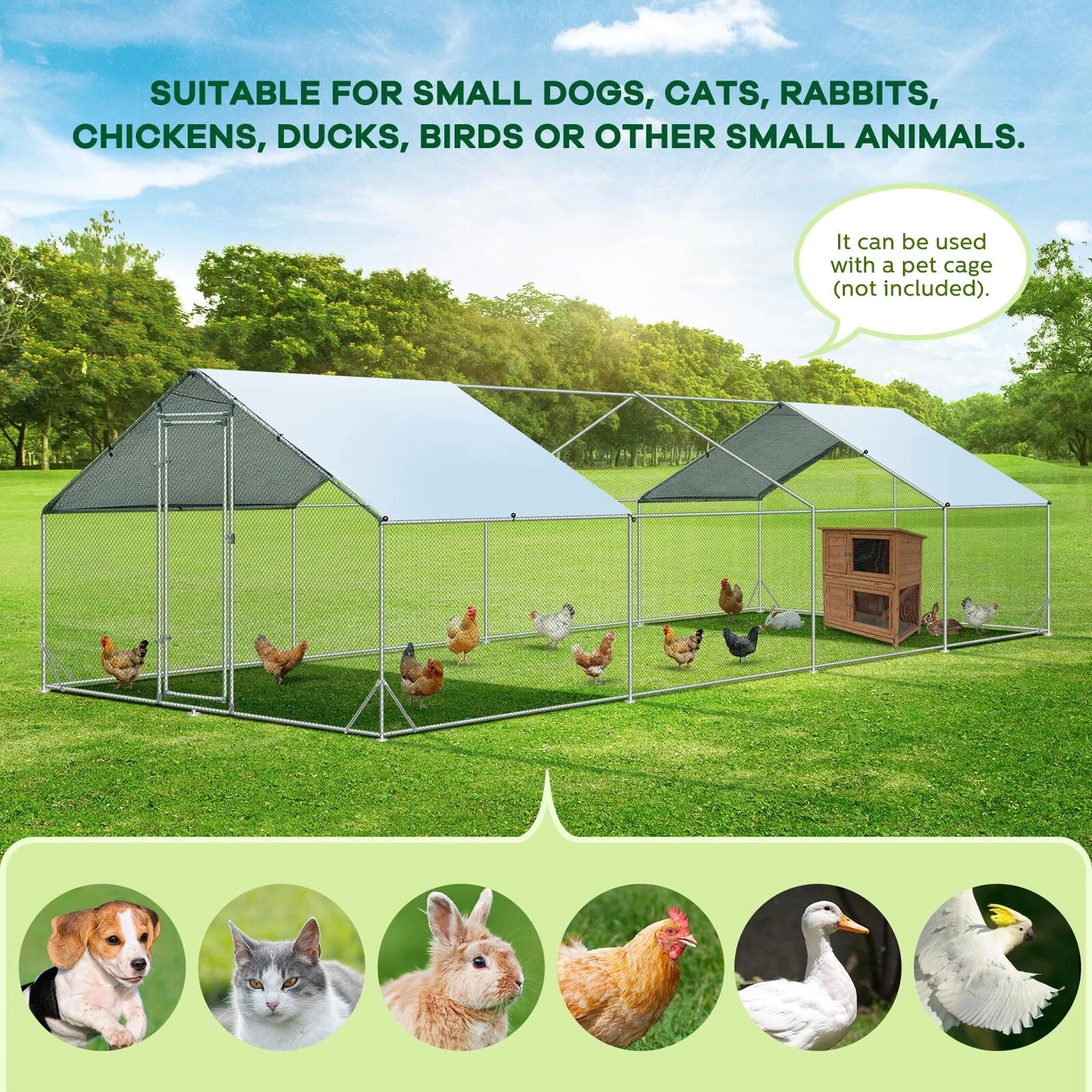 Huge walk in chicken coop provides a spacious area for free-range hens.