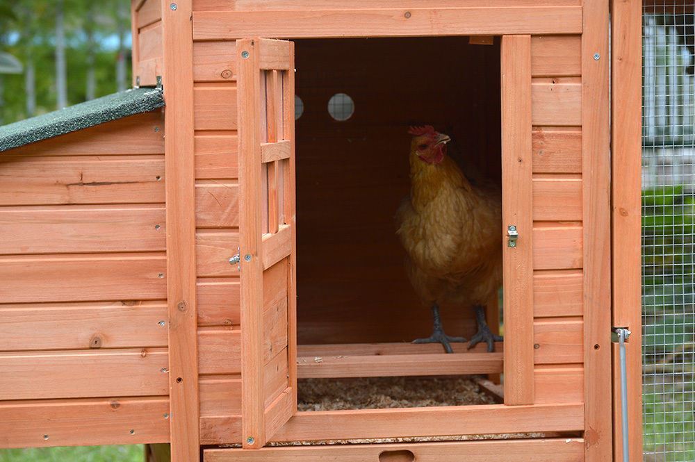 XL Rectangular Chicken Coop with Run