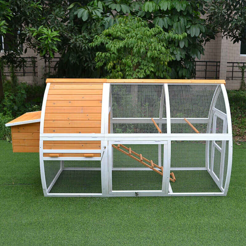 Curved chicken coop with built-in ramp and nesting boxes, providing ample space for chickens.