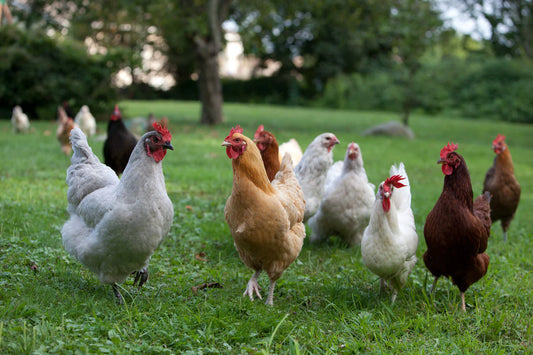 A Guide to 40+ Popular Australian Chicken Breeds