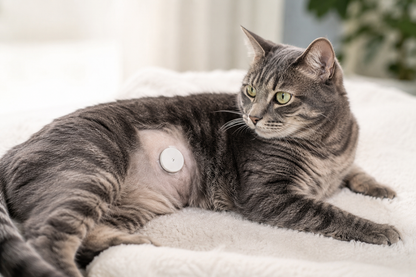 Continuous glucose monitor on a cat for managing feline diabetes.