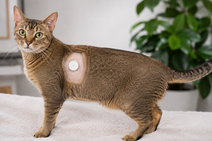 Cat wearing a CGM monitor to check blood glucose levels for diabetes.